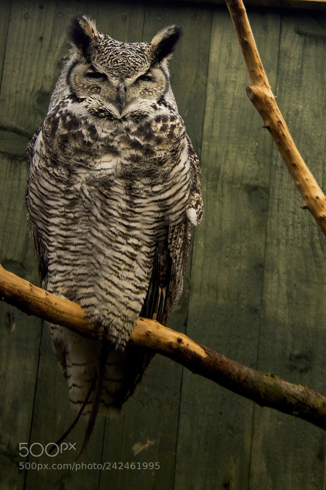 Canon EOS 1100D (EOS Rebel T3 / EOS Kiss X50) sample photo. Great horned owl photography
