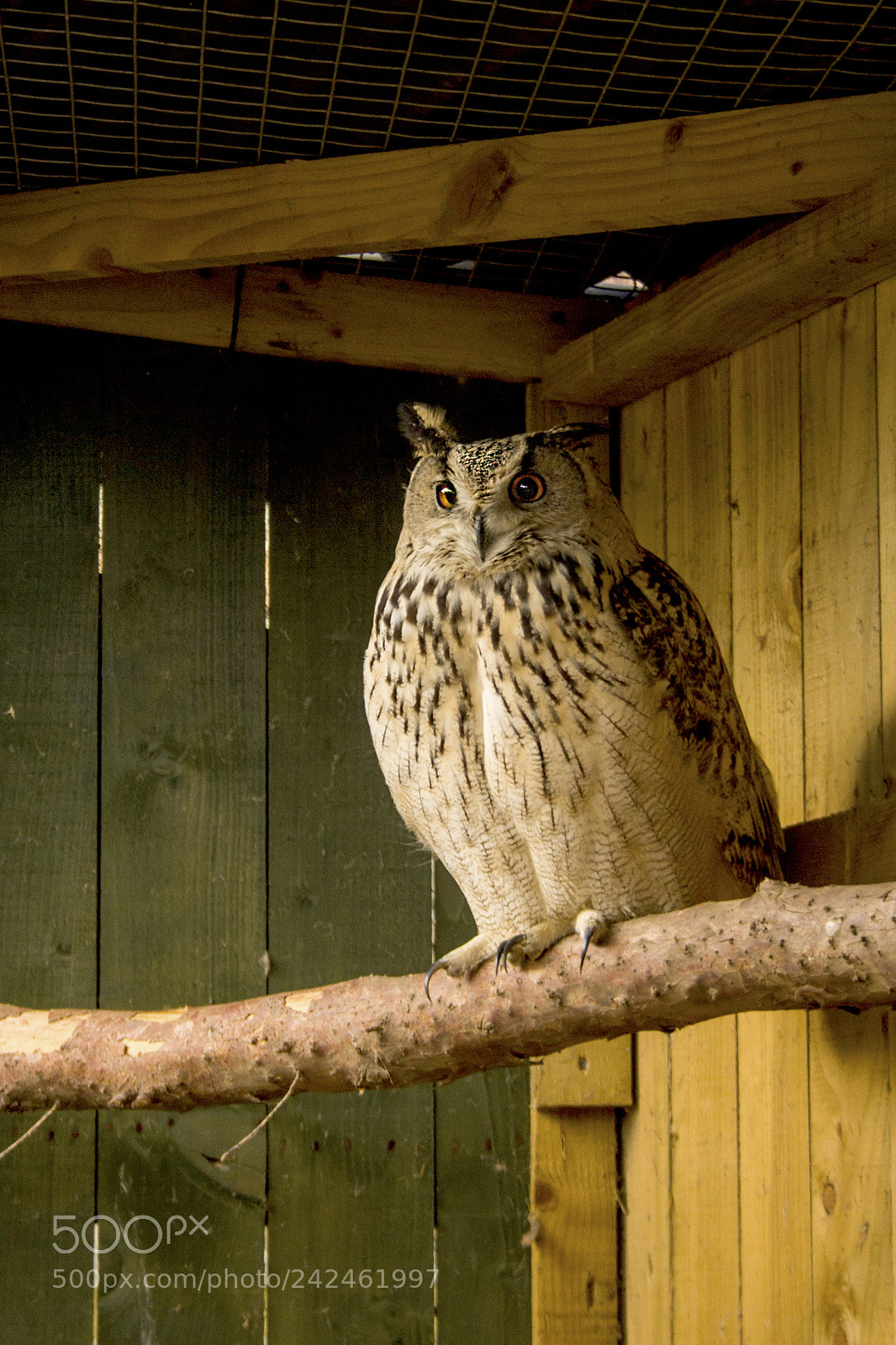 Canon EOS 1100D (EOS Rebel T3 / EOS Kiss X50) sample photo. Eurasian eagle owl photography