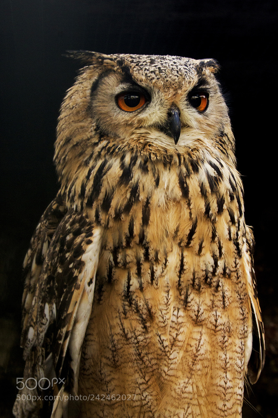 Canon EOS 1100D (EOS Rebel T3 / EOS Kiss X50) sample photo. Eurasian eagle owl photography