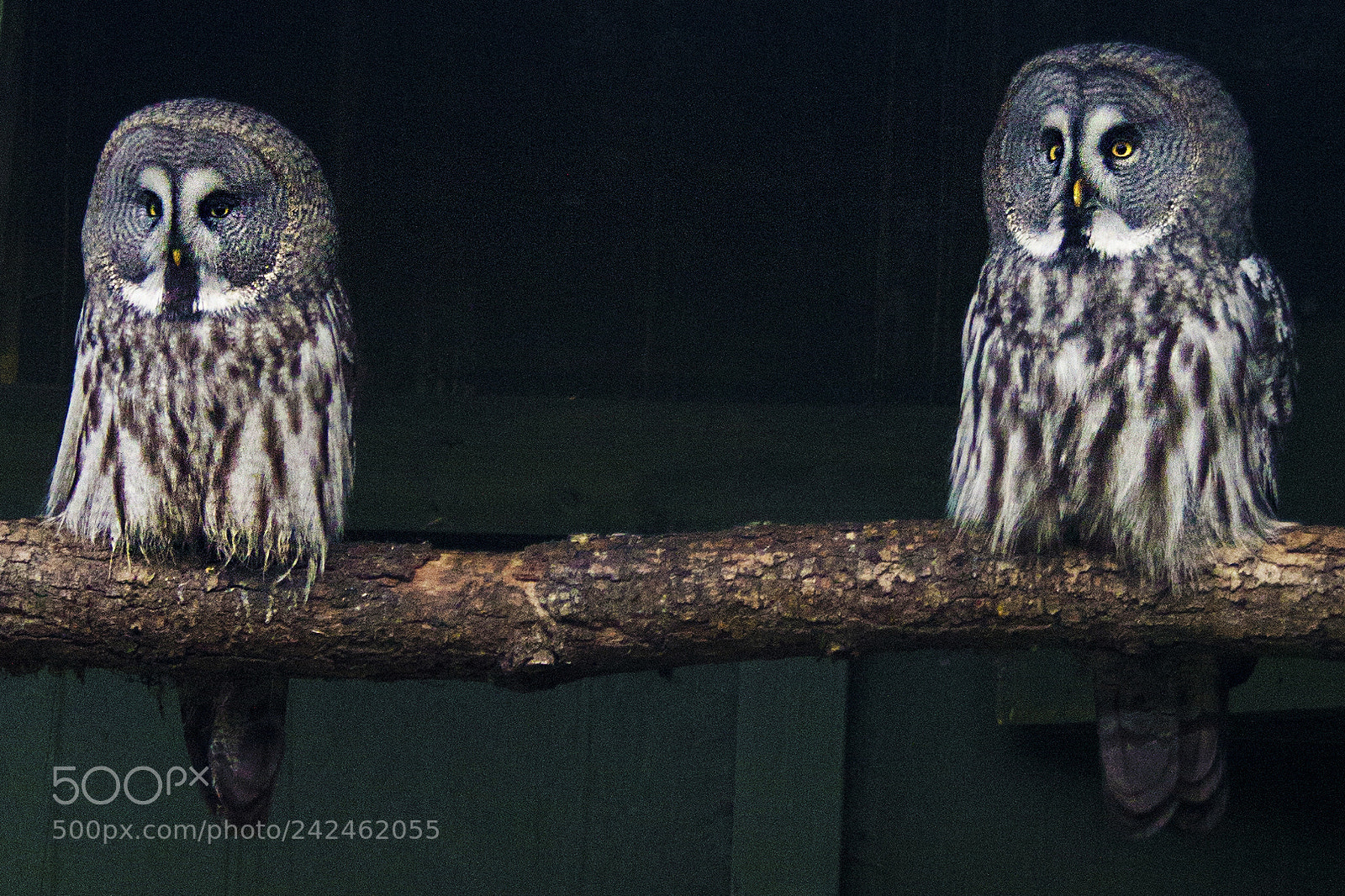 Canon EOS 1100D (EOS Rebel T3 / EOS Kiss X50) sample photo. Great grey owl photography