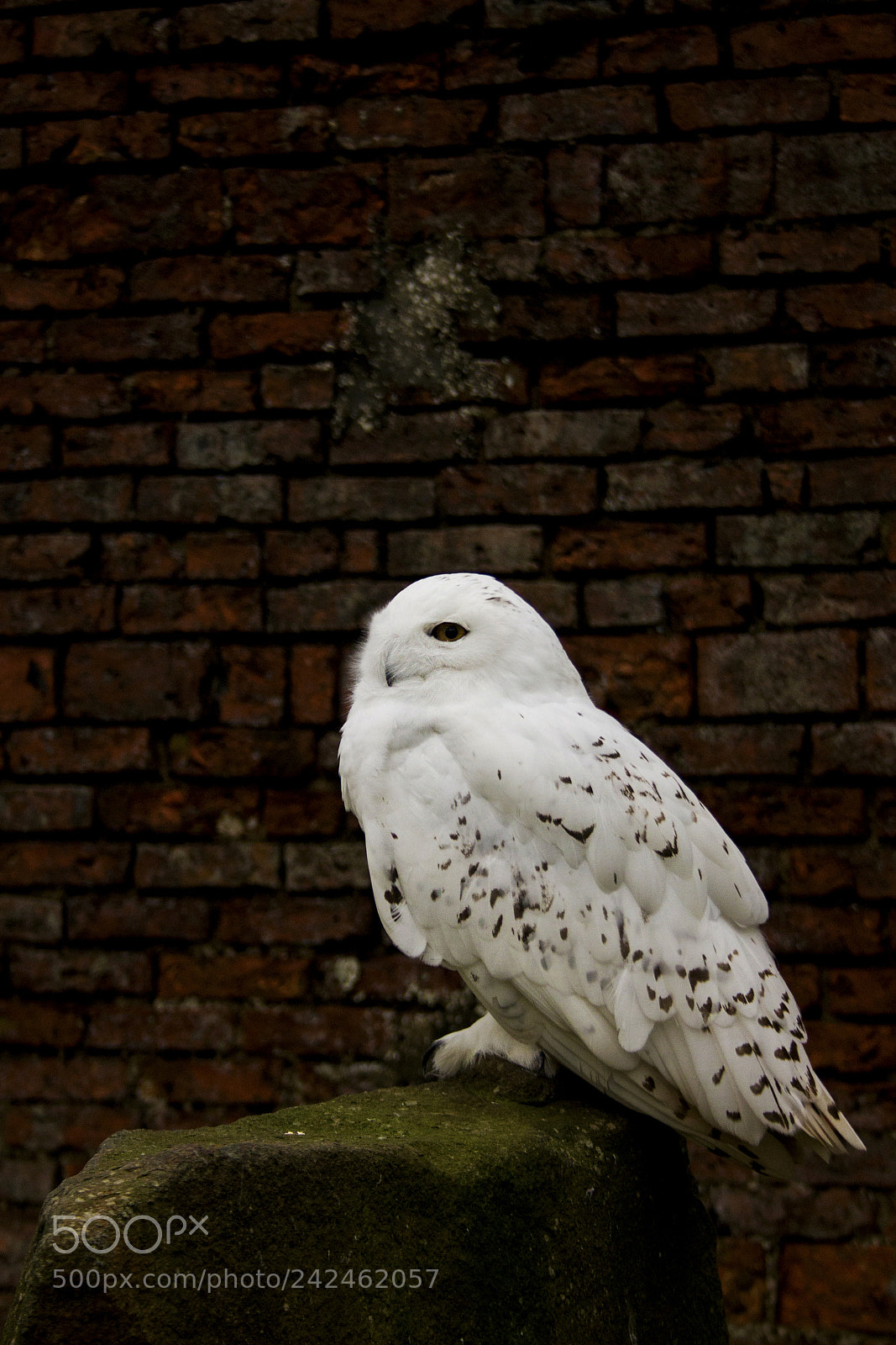 Canon EOS 1100D (EOS Rebel T3 / EOS Kiss X50) sample photo. Snowy owl photography