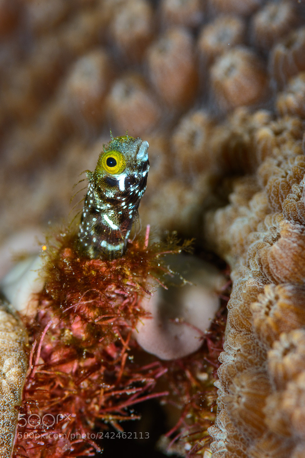 Nikon D800 sample photo. Secretary blenny photography