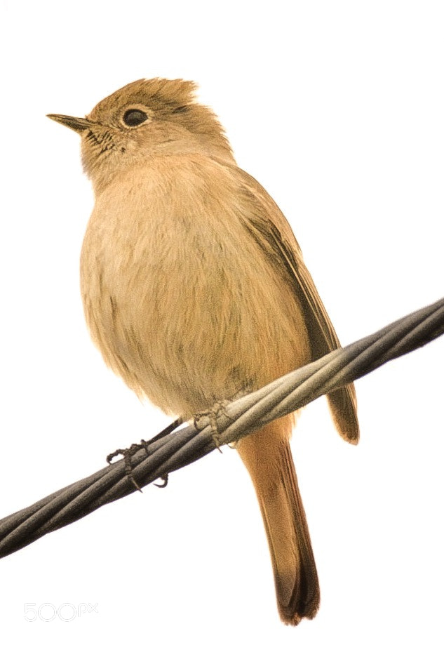 Nikon D7100 sample photo. A bird on electric photography