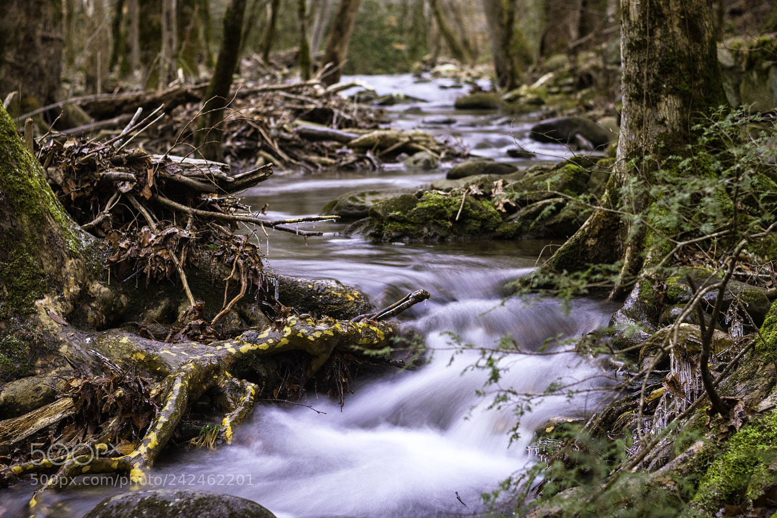 Nikon D7200 sample photo. Smoky mountain streams photography