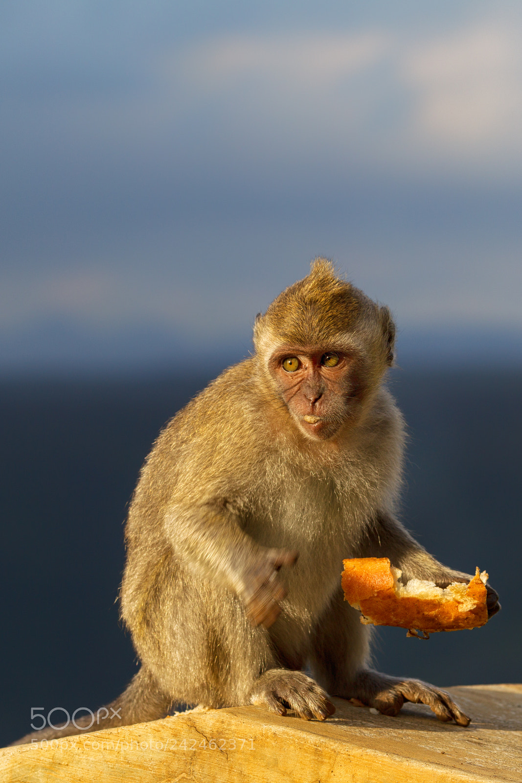 Canon EOS-1D Mark IV sample photo. Crab-eating macaque (macaca fascicularis) photography