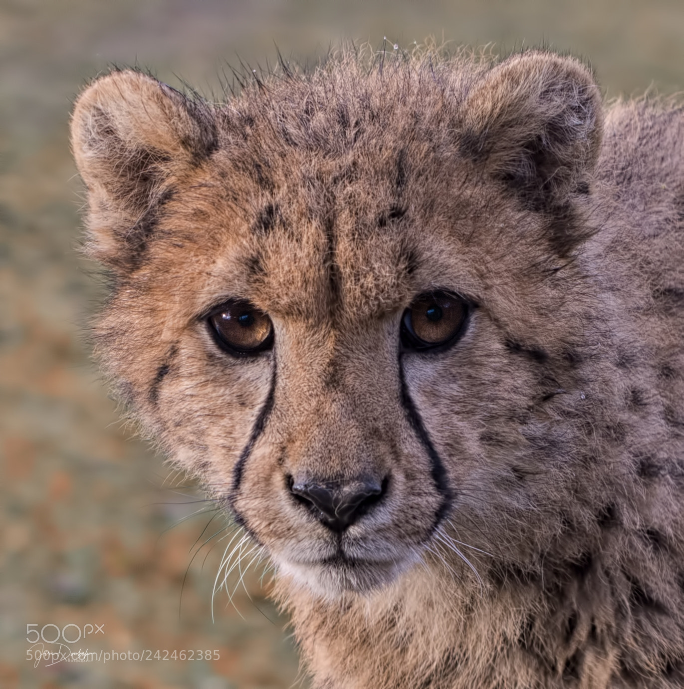 Nikon D7200 sample photo. Cheetah cub (acinonyx jubatus) photography