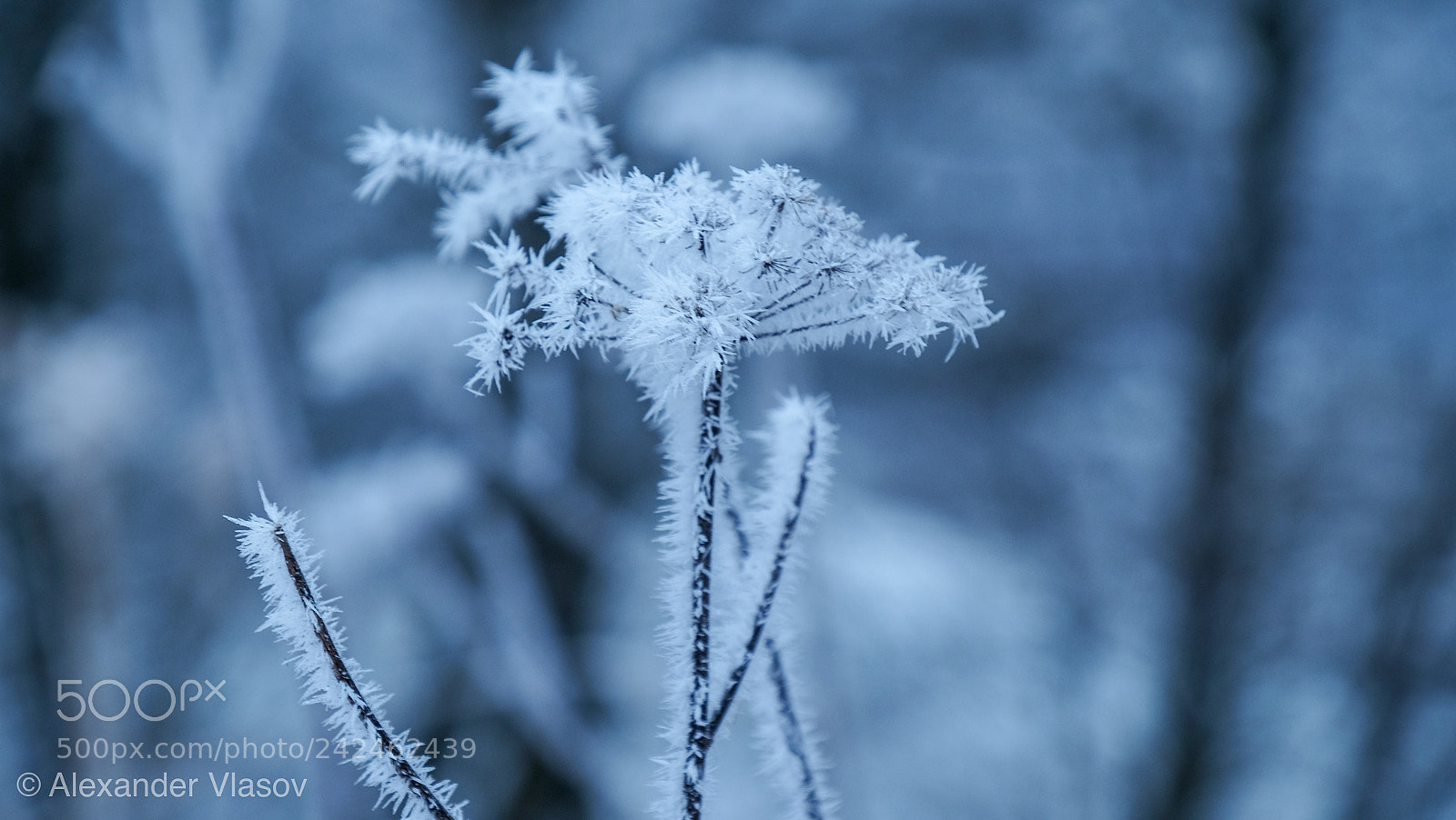 Fujifilm X-T10 sample photo. Frozen photography