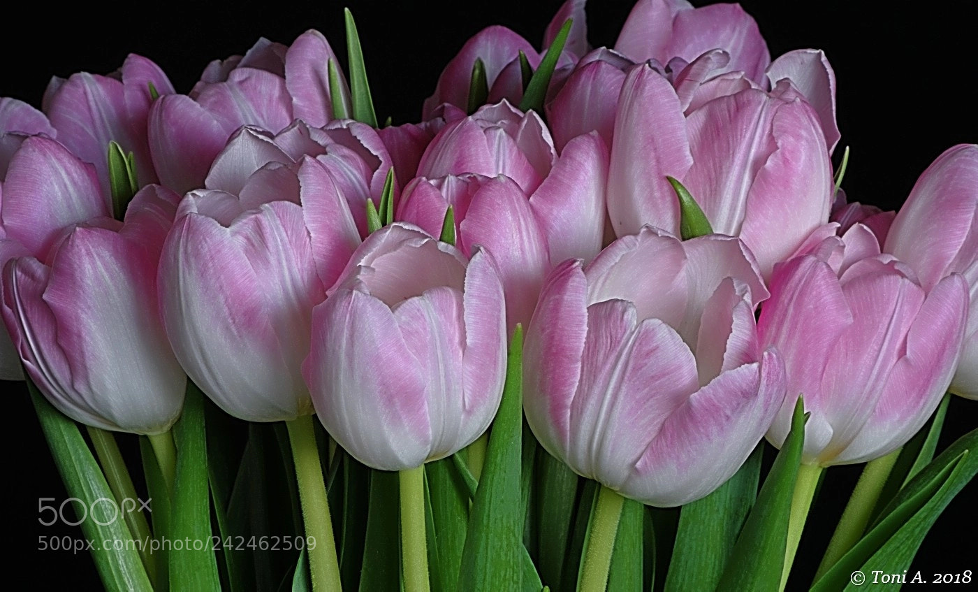 Pentax K-5 II sample photo. Tulips photography
