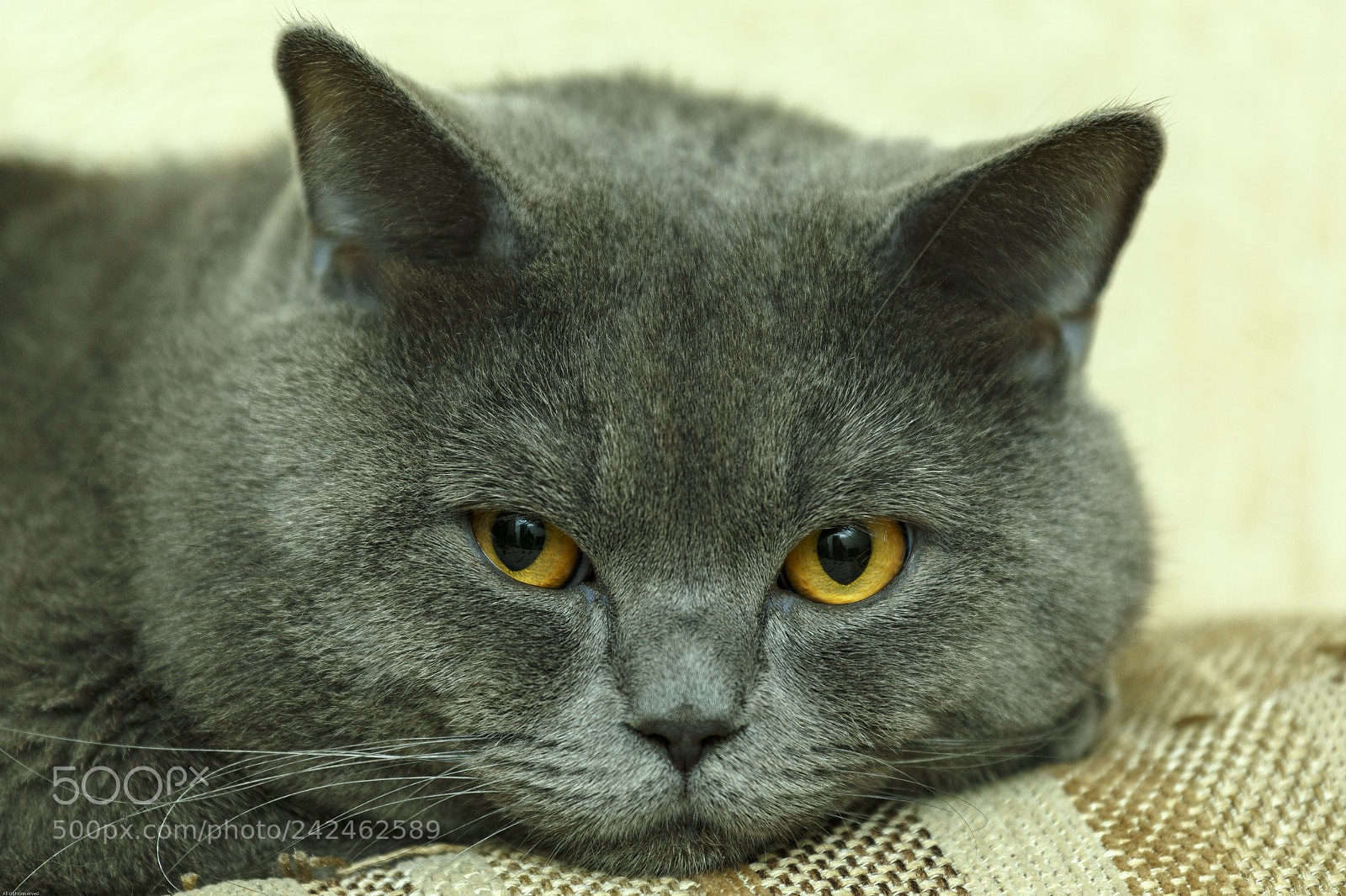 Canon EOS 6D sample photo. Cat photography