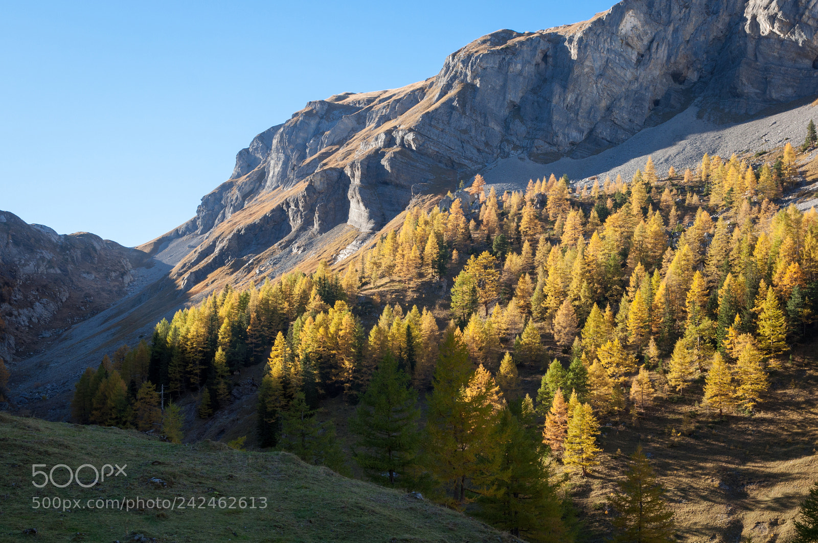 Nikon D90 sample photo. 02135: herbstwald im iffigtal, lenk photography