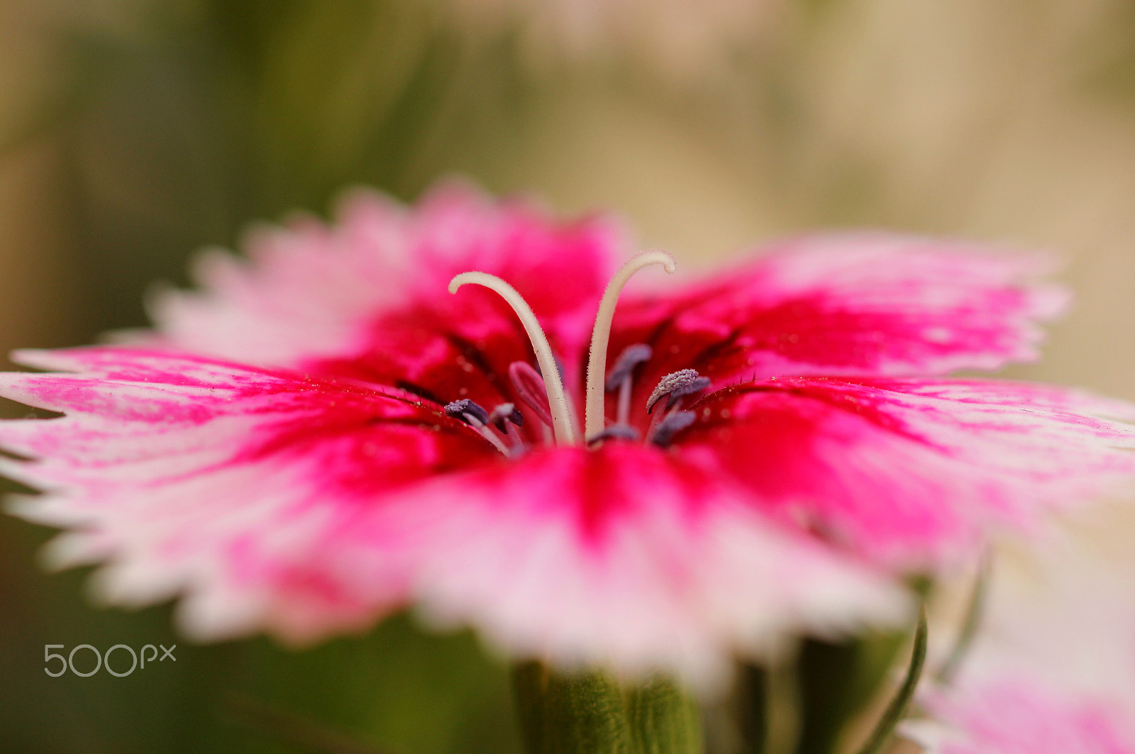 Canon EF 100mm F2.8 Macro USM sample photo. Sweet william photography