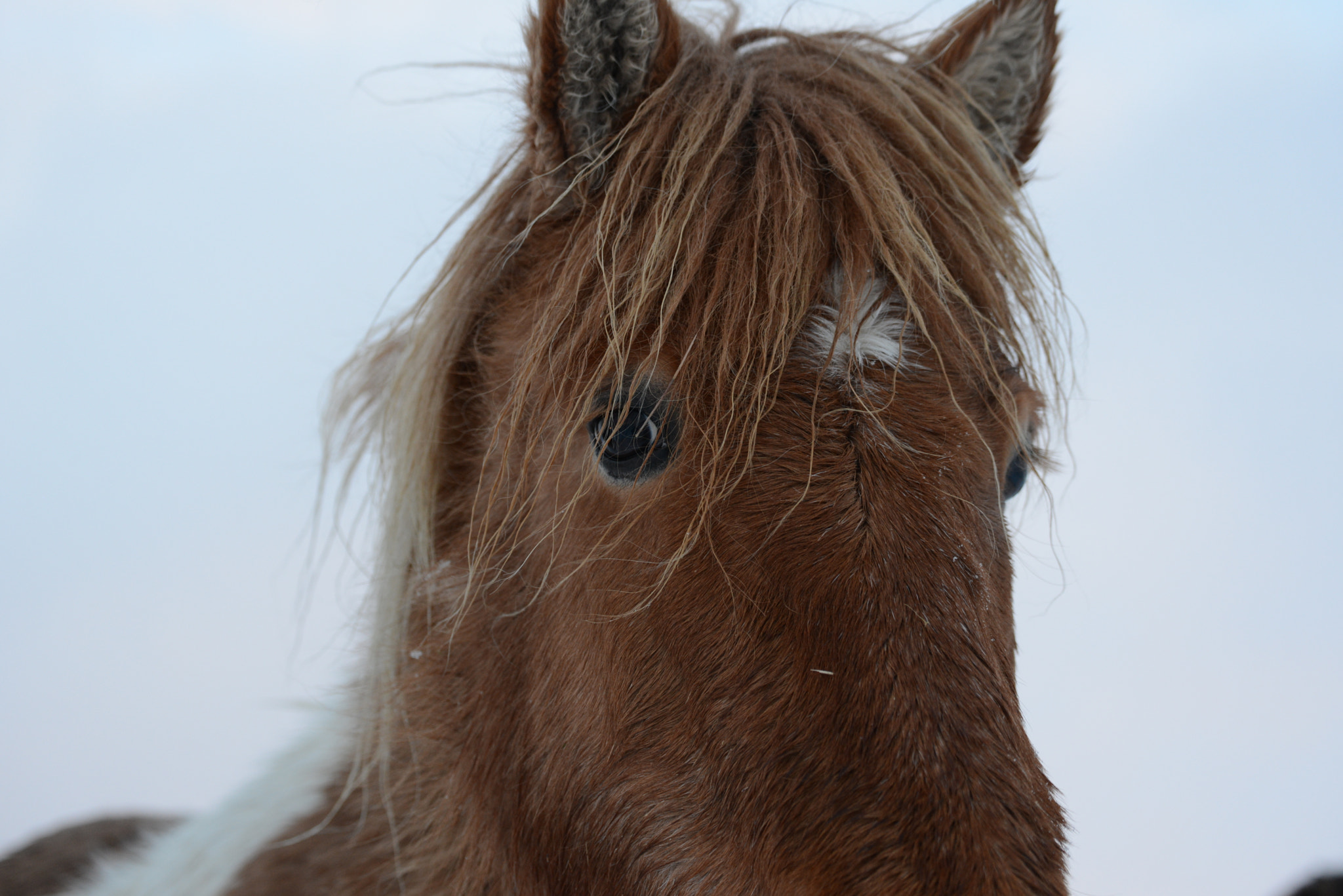 Nikon D600 sample photo. Icelandic horse photography