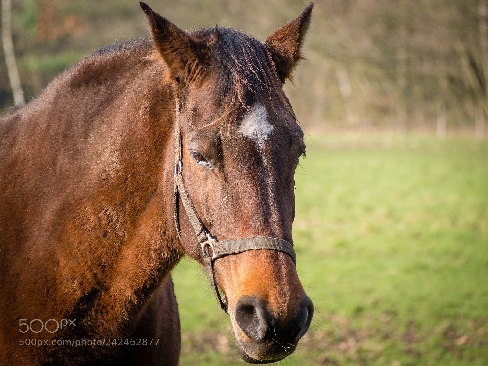 Olympus OM-D E-M10 II sample photo. Catching some sun! photography