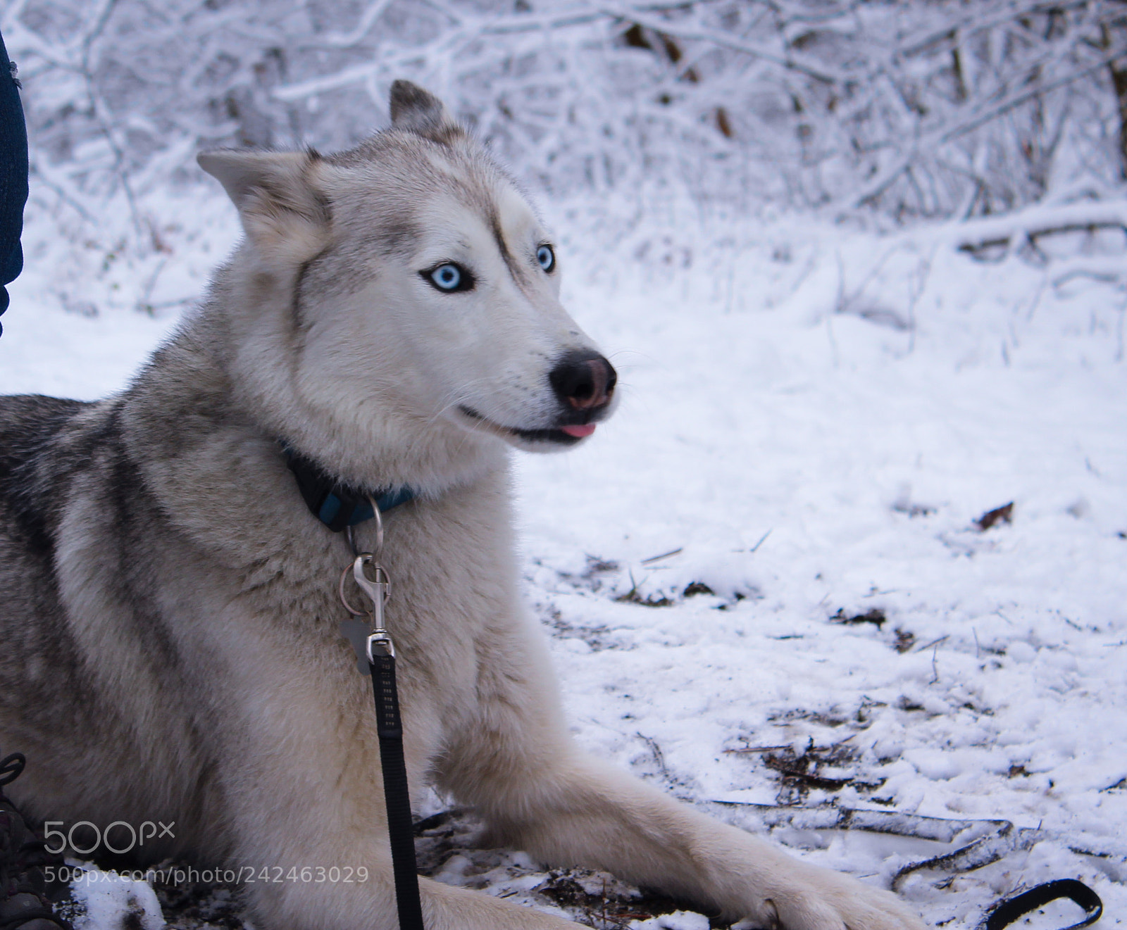 Canon EOS 1300D (EOS Rebel T6 / EOS Kiss X80) sample photo. Blue eyes photography