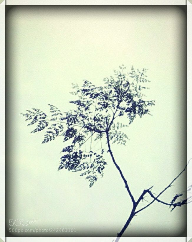 Xiaomi MI MAX sample photo. Untitled photography