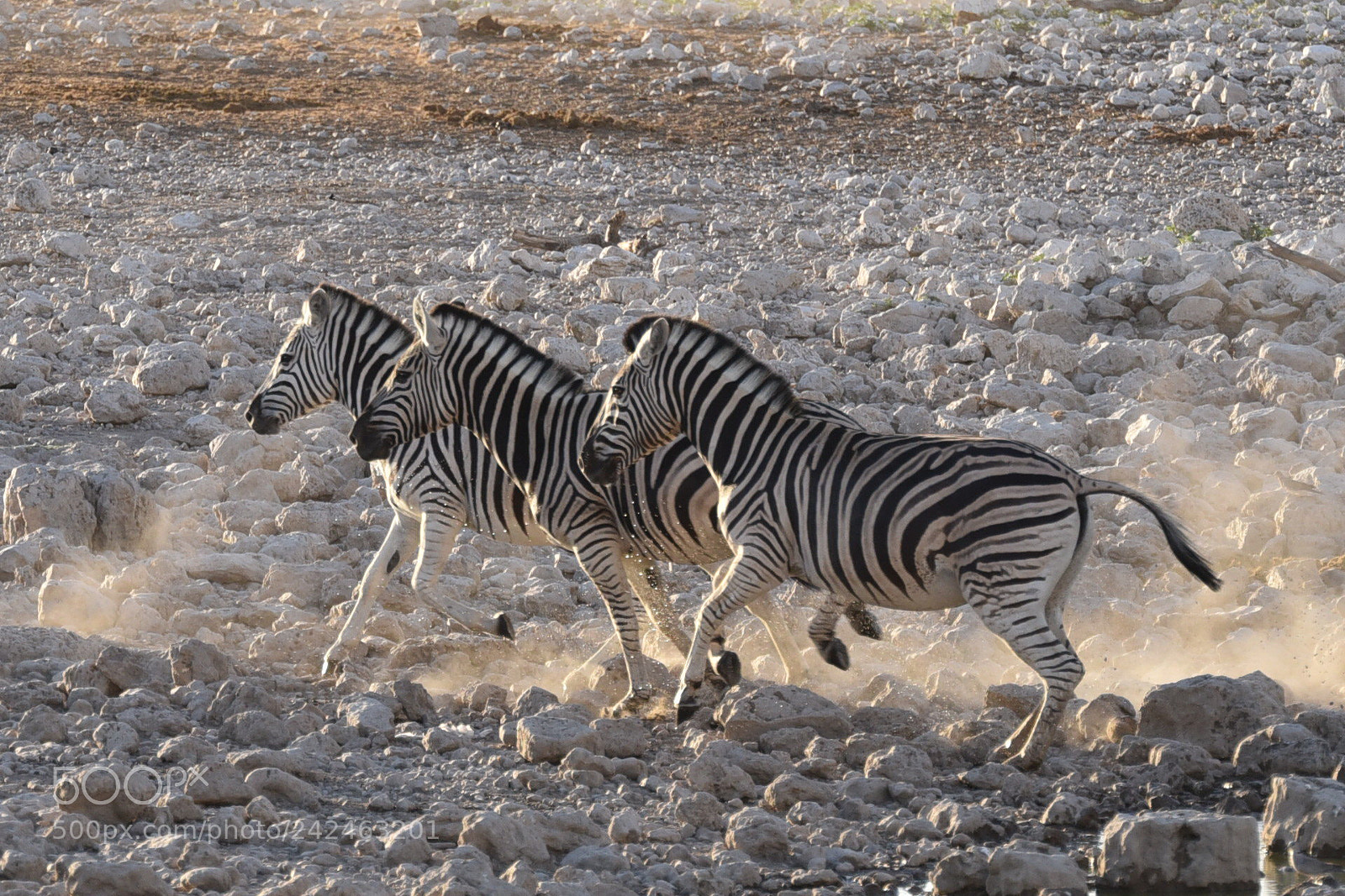Nikon D750 sample photo. Running zebra photography