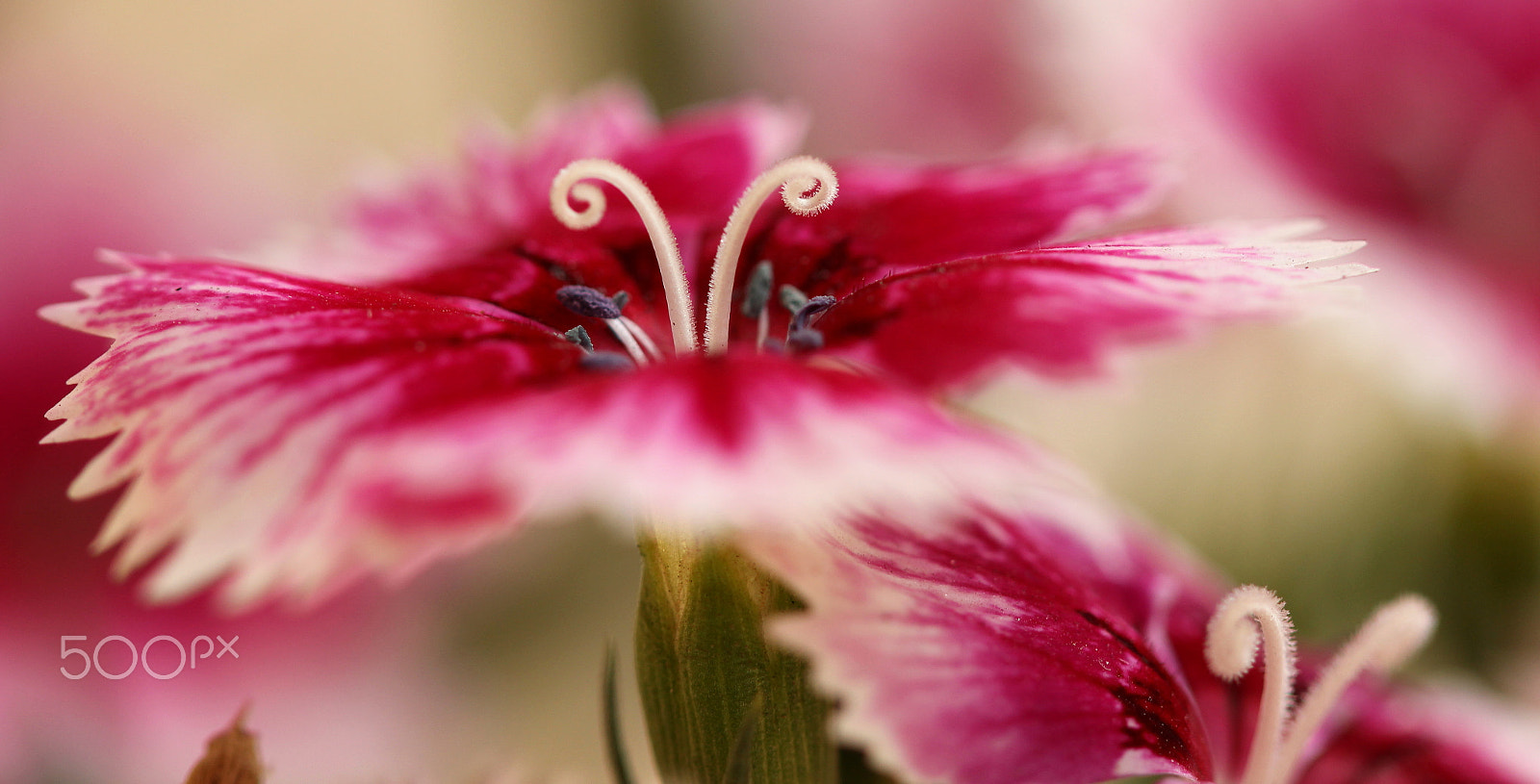 Canon EF 100mm F2.8 Macro USM sample photo. Sw2 photography