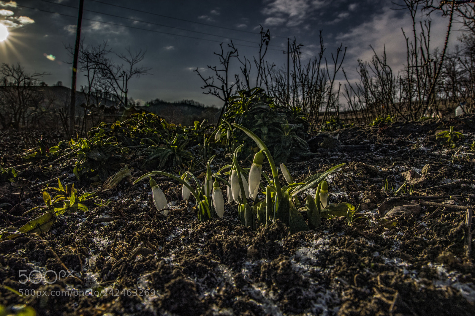 Nikon D3200 sample photo. Sping time in january photography
