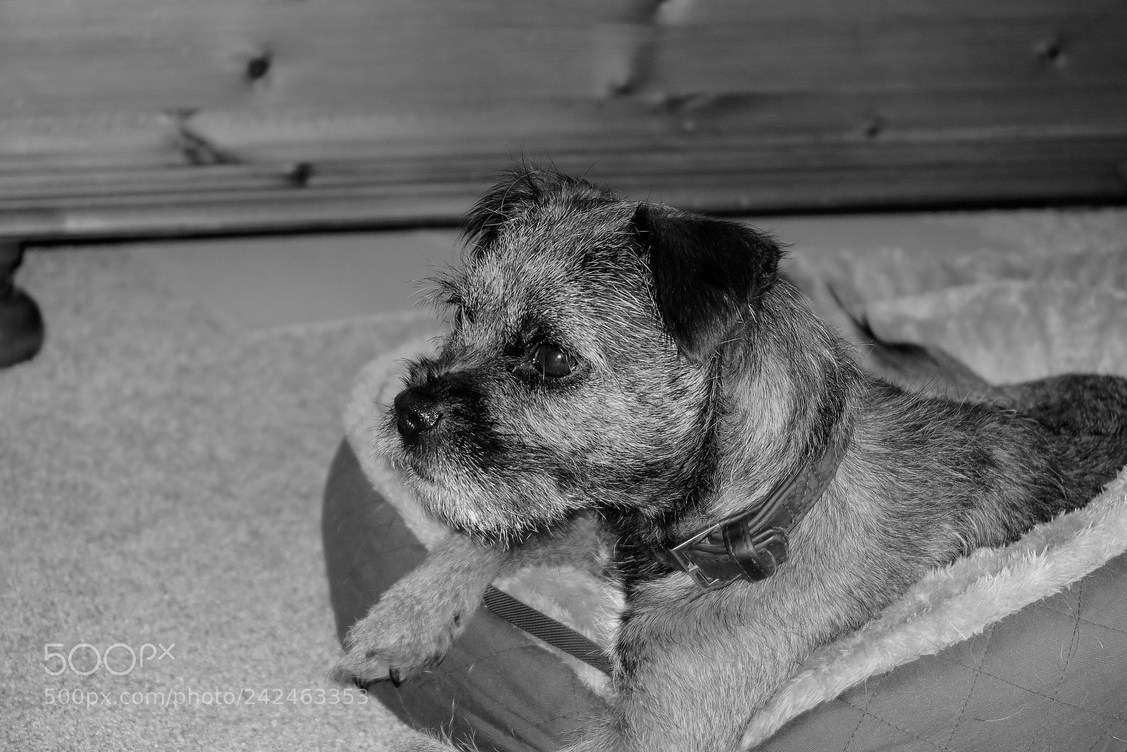 Canon PowerShot G1 X Mark II sample photo. Teddy photography