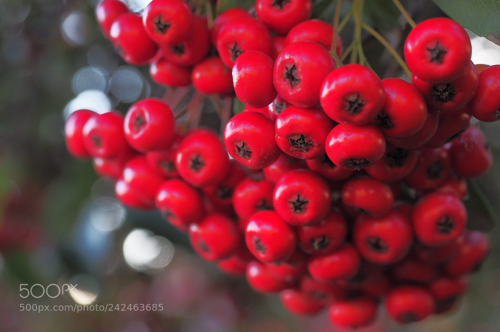 Olympus OM-D E-M10 II sample photo. Berries photography