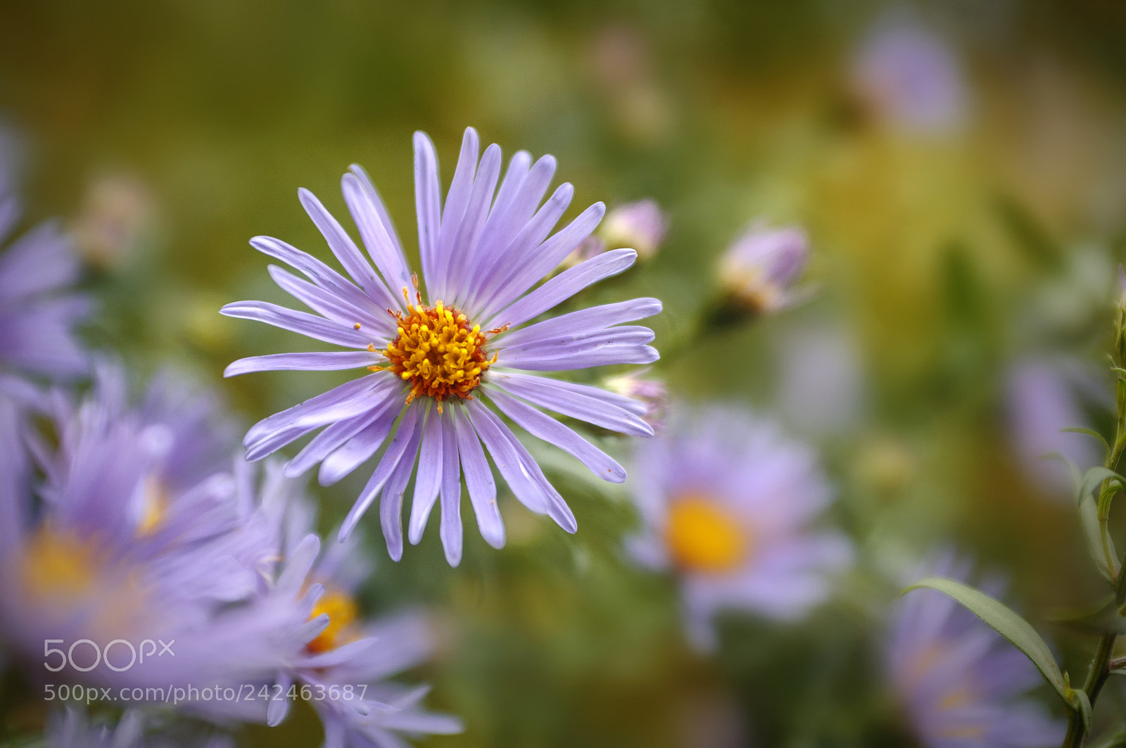 Nikon D90 sample photo. ... photography