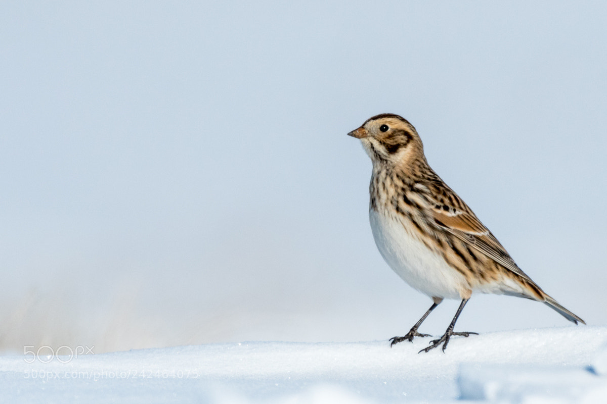 Nikon D500 sample photo. Lapland longspur photography