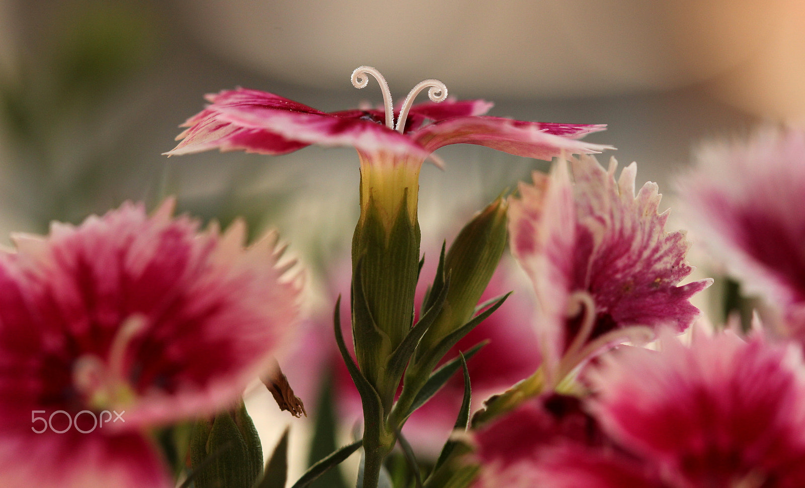 Canon EF 100mm F2.8 Macro USM sample photo. Sw3 photography
