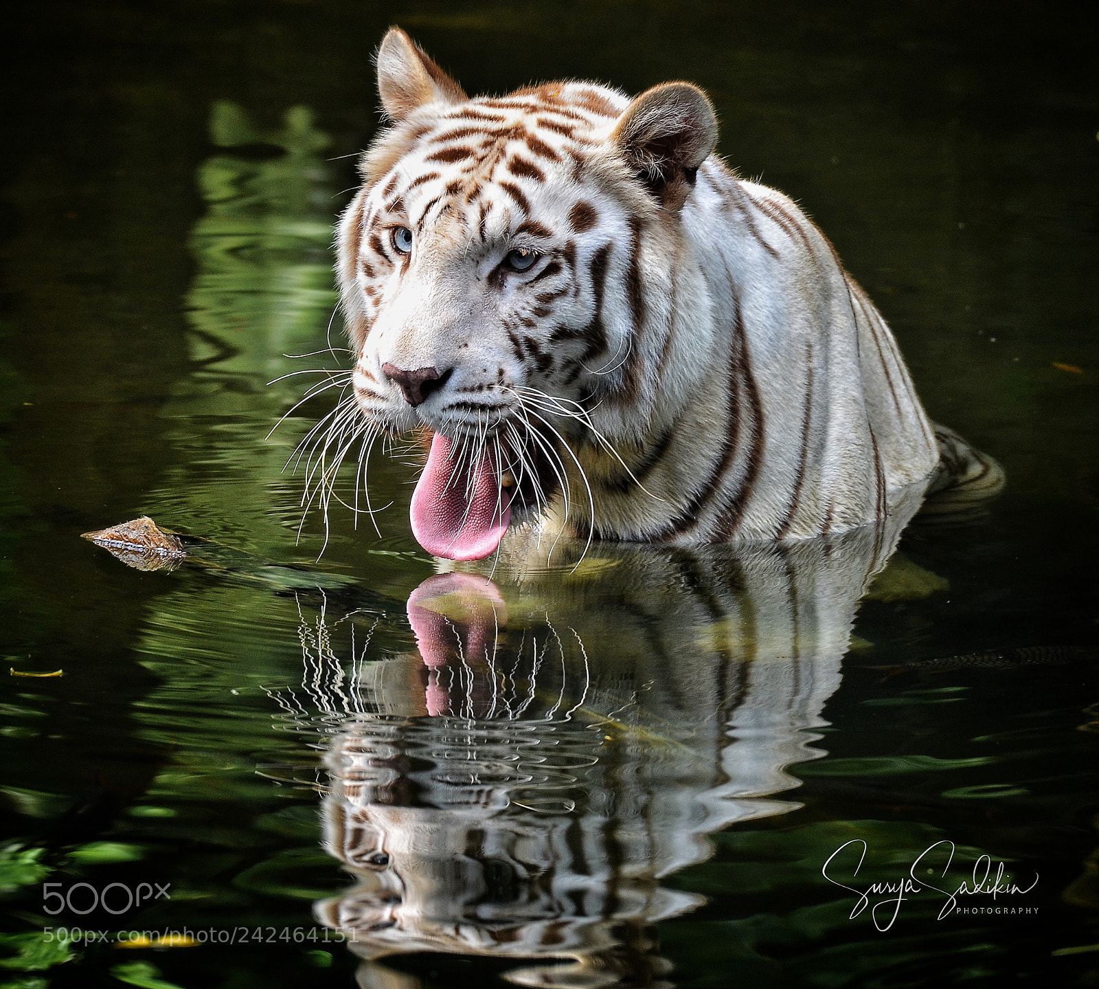 Nikon D7000 sample photo. White tiger's tounge photography