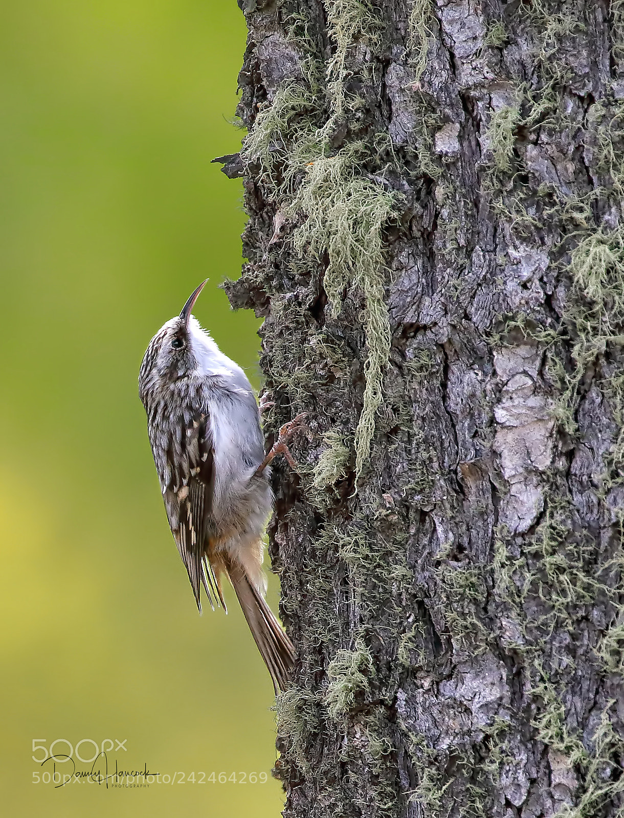 Canon EOS-1D X sample photo. Brown creeper photography