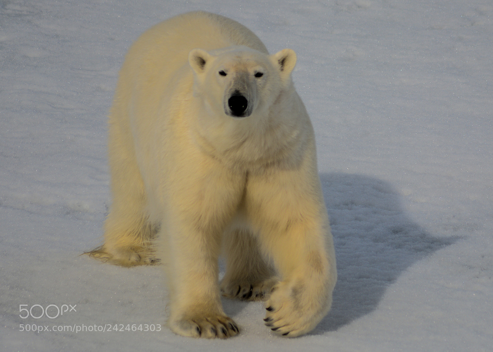Nikon D7100 sample photo. Svalbard photography