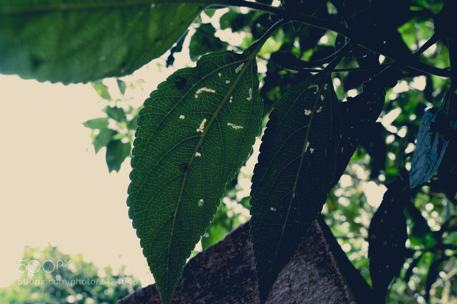 Sony SLT-A37 sample photo. Green leaves photography