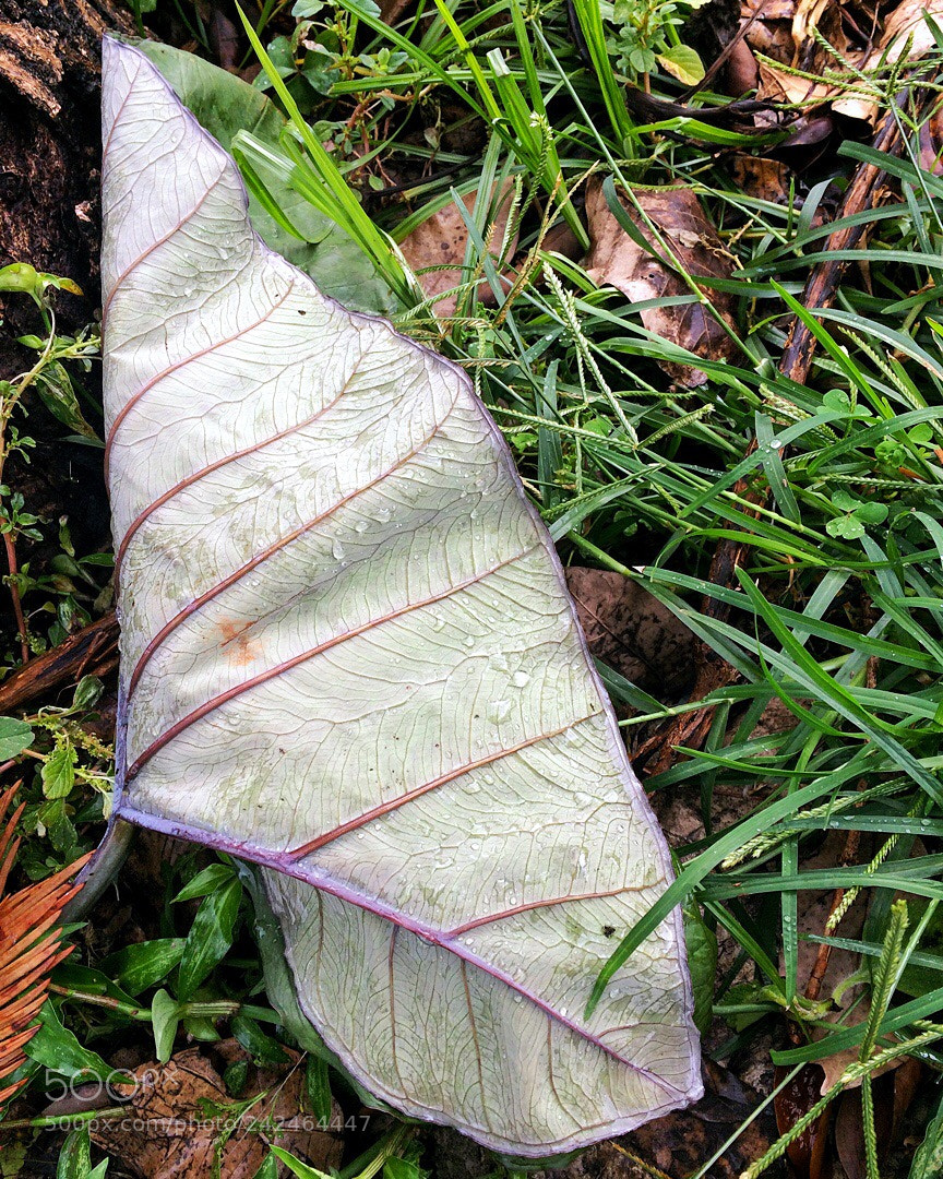 Apple iPhone 5s sample photo. Untitled photography