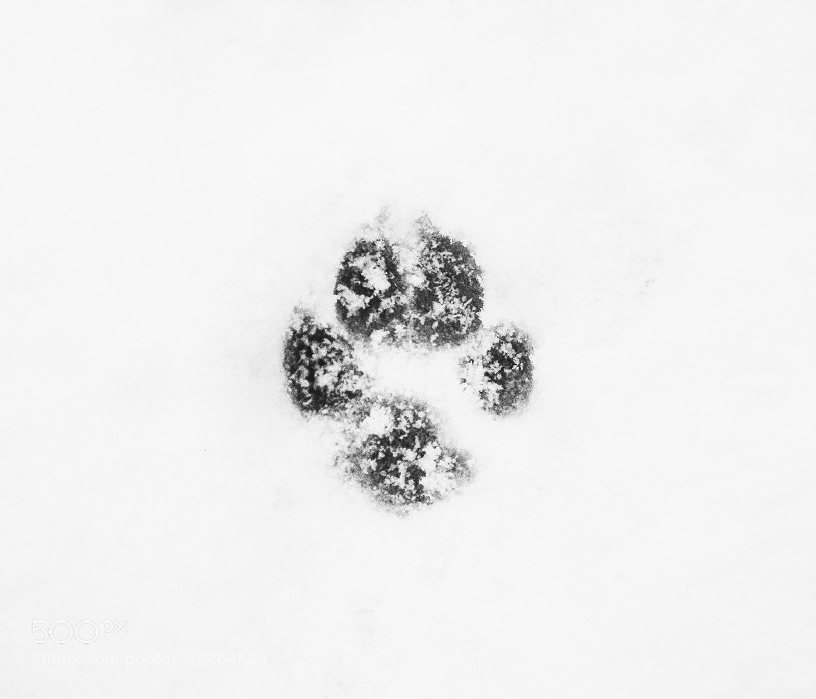 Sony SLT-A55 (SLT-A55V) sample photo. Tracks in the snow photography