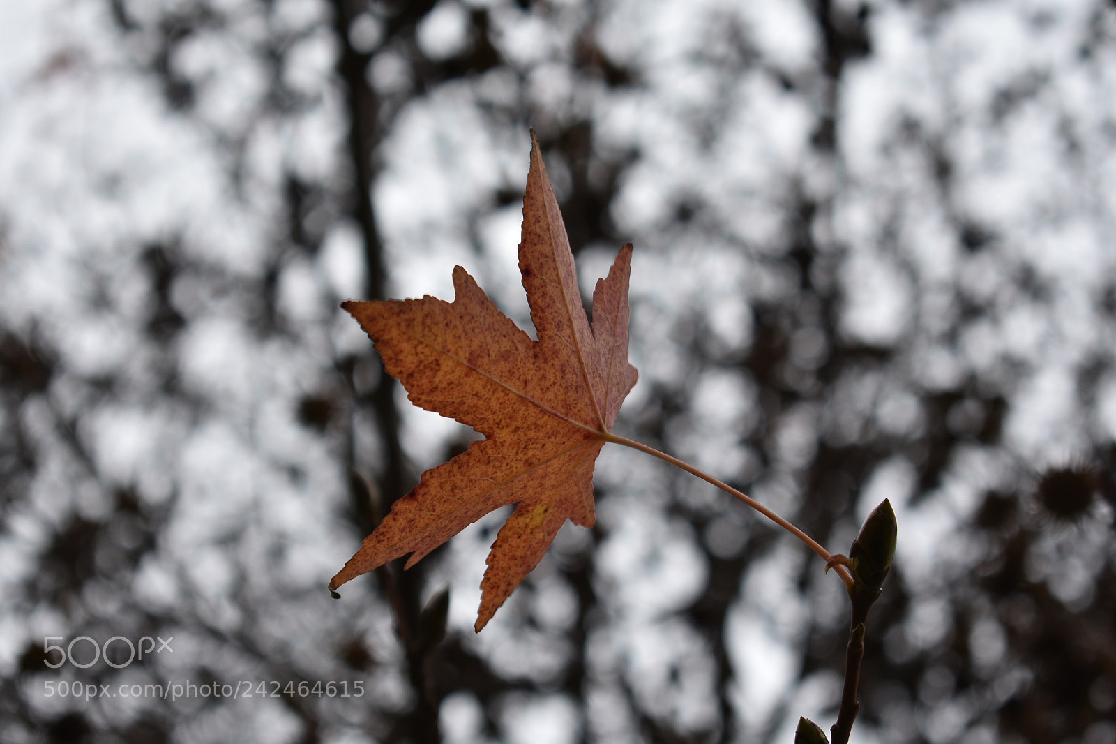 Nikon D3400 sample photo. Center photography