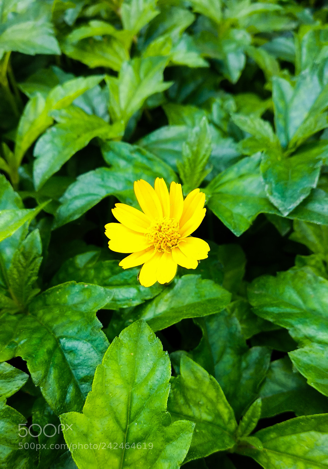Xiaomi Mi A1 sample photo. Wherever life plants you photography