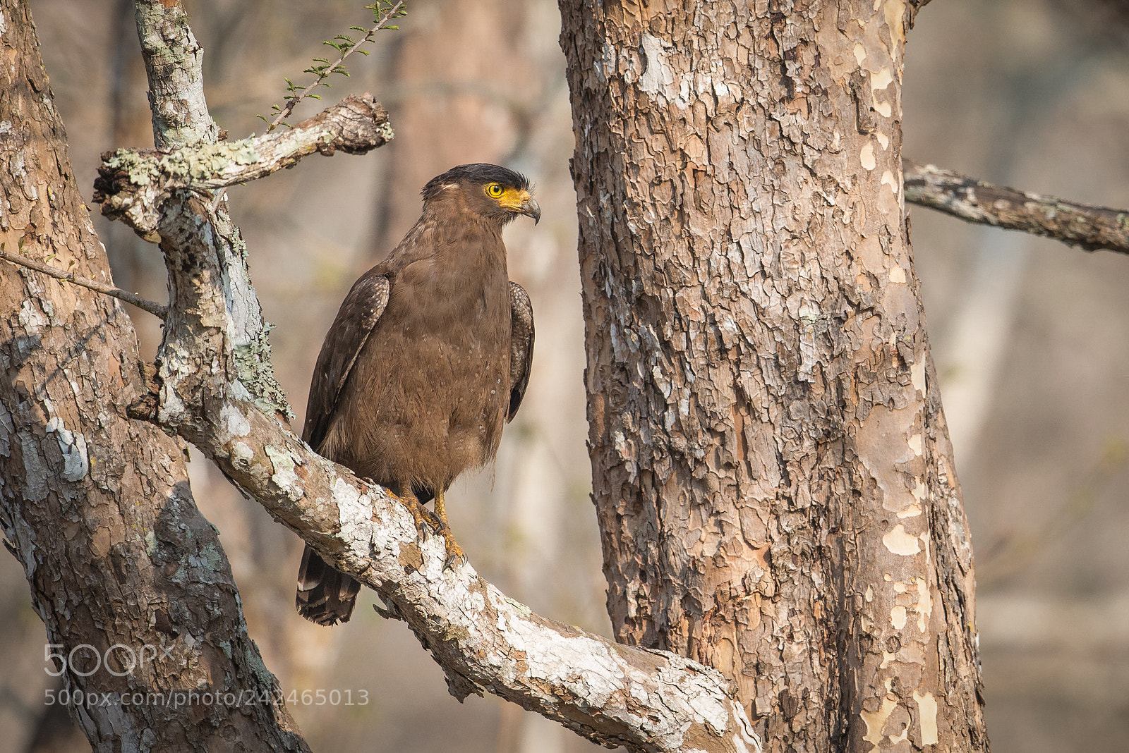 Nikon D800E sample photo. Crested serpent eagle photography