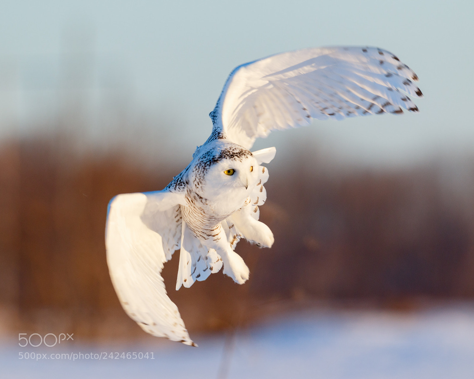 Canon EOS 7D Mark II sample photo. Female snowy owl in photography