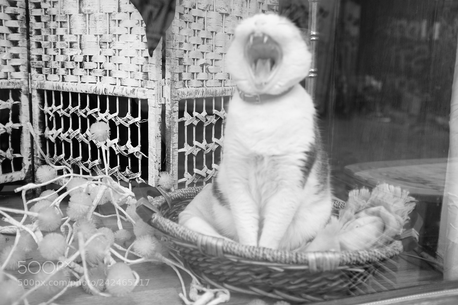 Fujifilm X100S sample photo. Cat at home photography
