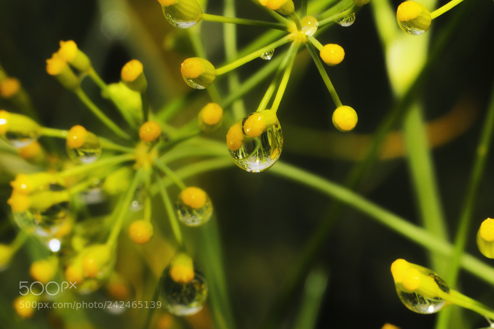 Canon EOS 600D (Rebel EOS T3i / EOS Kiss X5) sample photo. After the rain photography