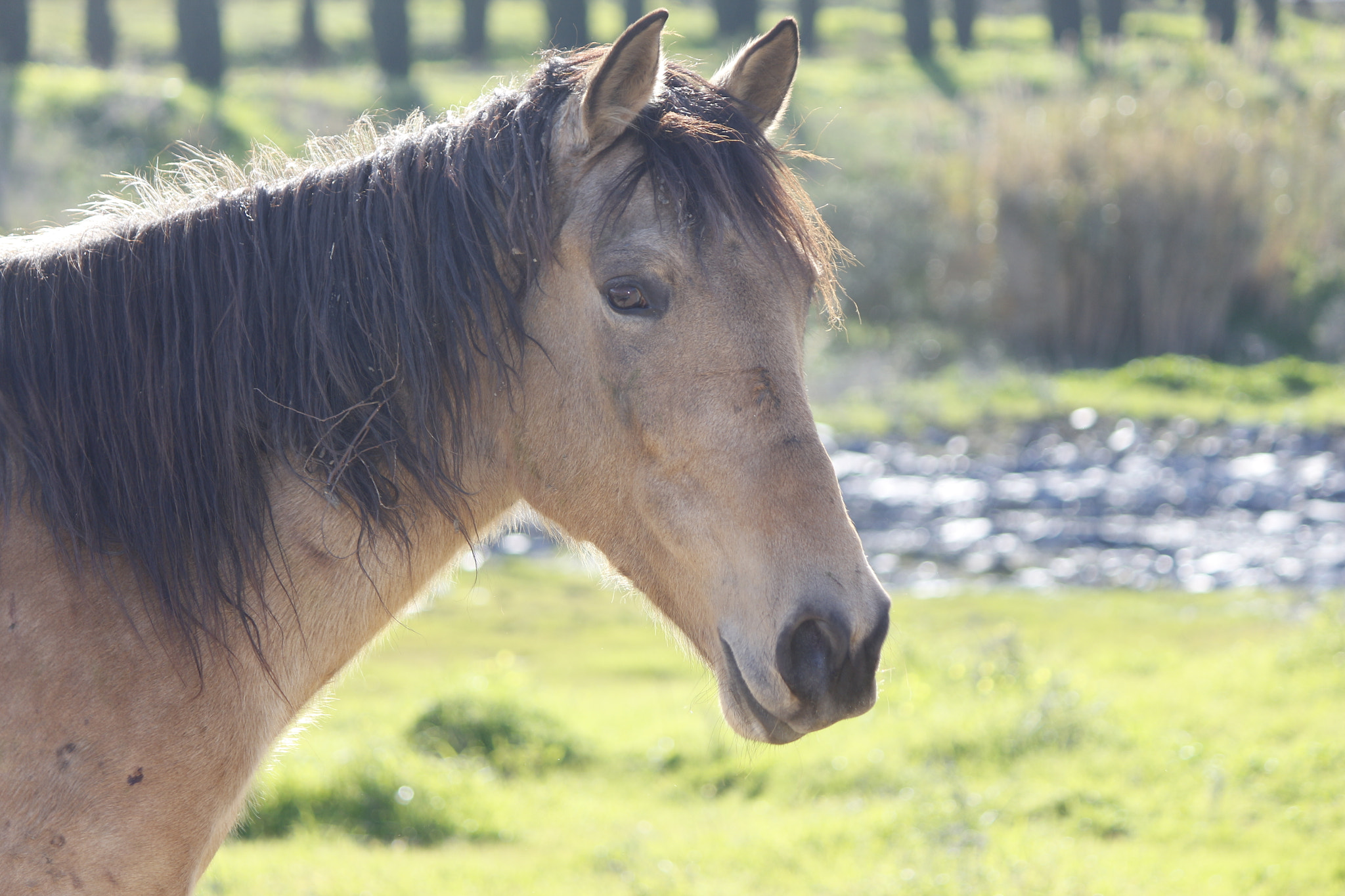 Canon EF-S 55-250mm F4-5.6 IS sample photo. Horse photography