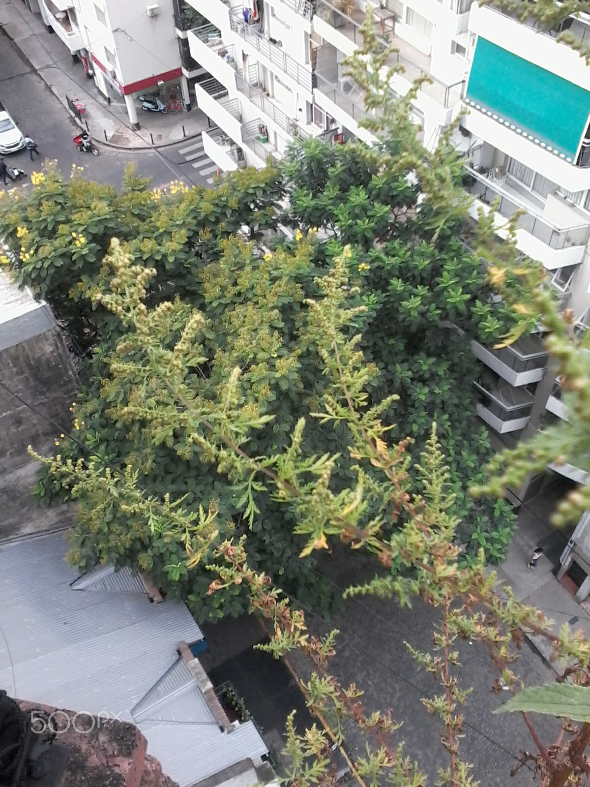 Samsung Galaxy Pocket Plus sample photo. A tree in the street! photography