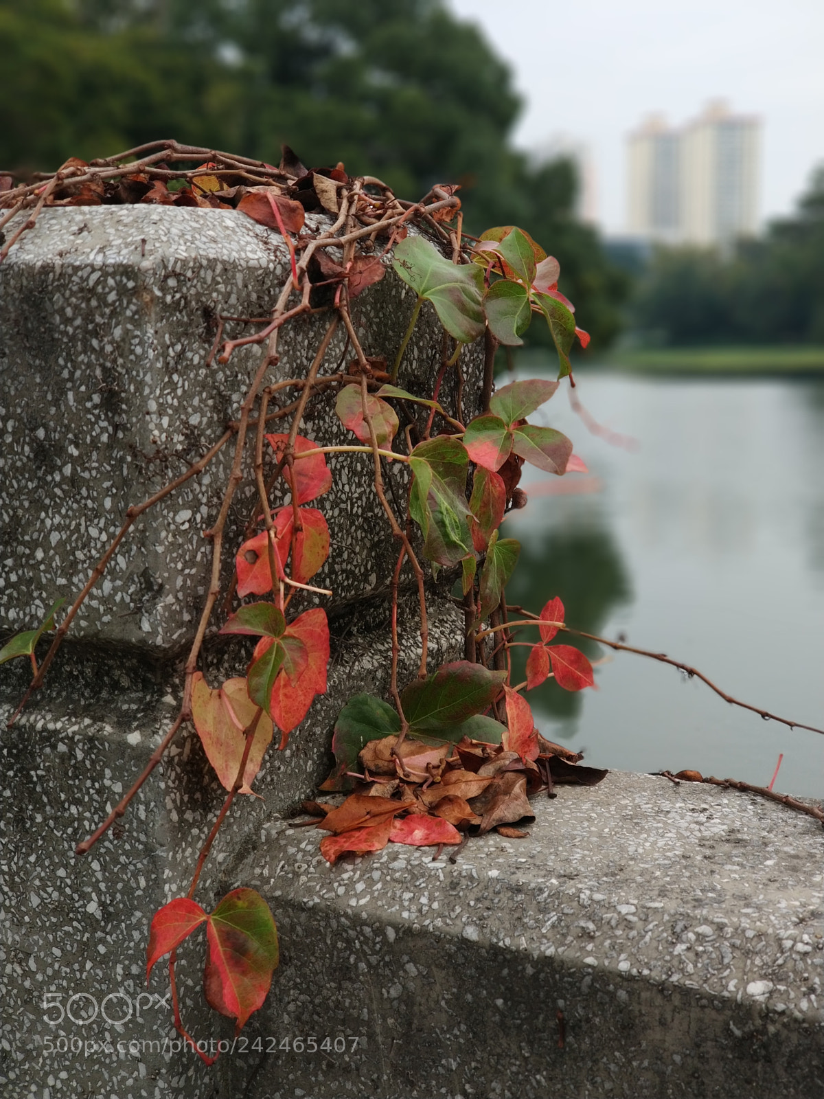 Xiaomi MI6 sample photo. 湖边一抹红 photography