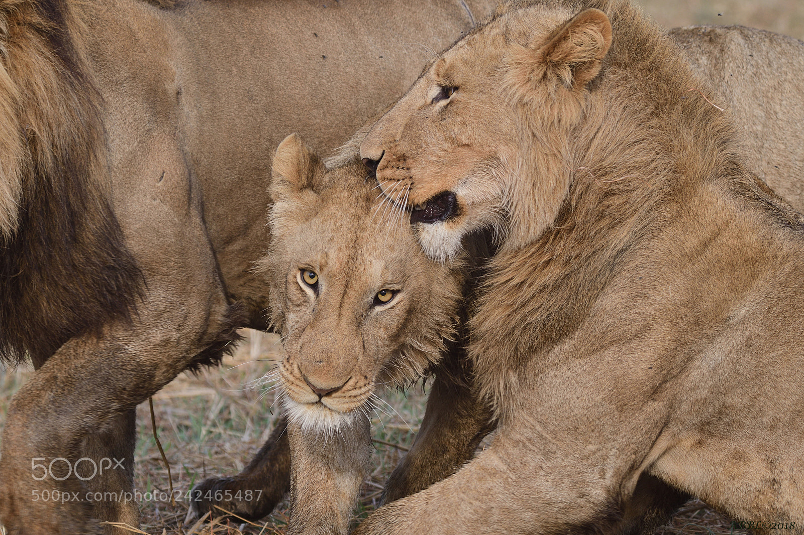 Nikon D500 sample photo. Among the lions the photography