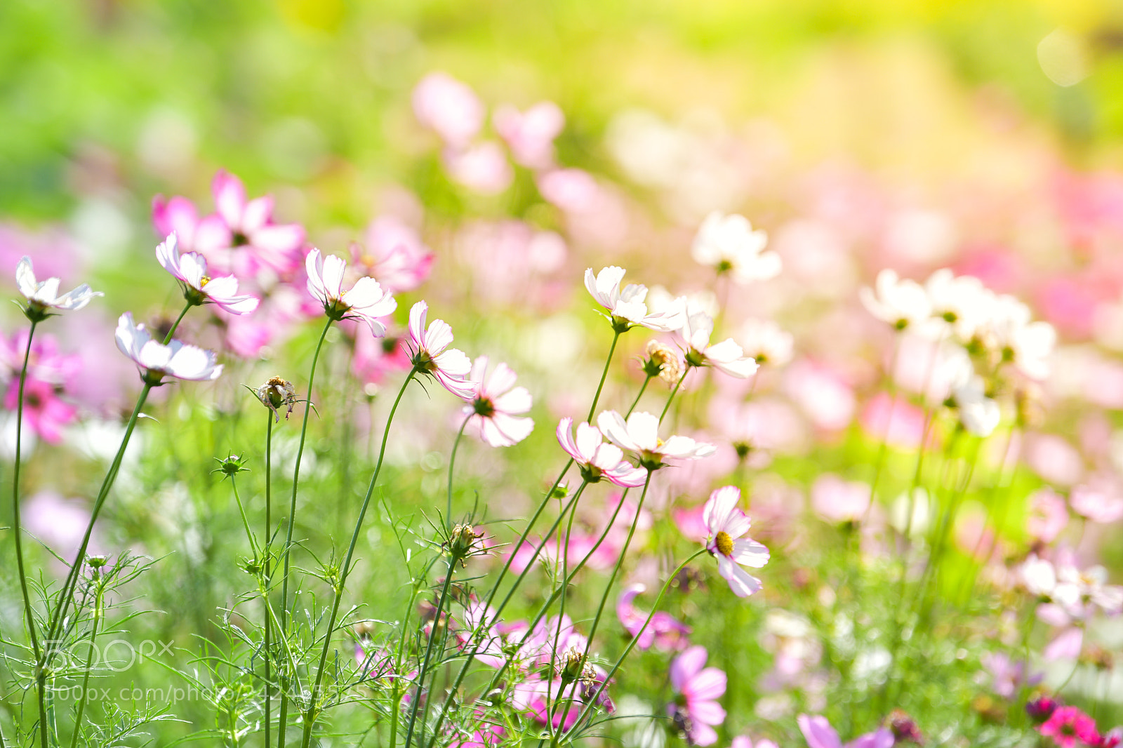 Nikon D5 sample photo. Pink cosmos flower in photography