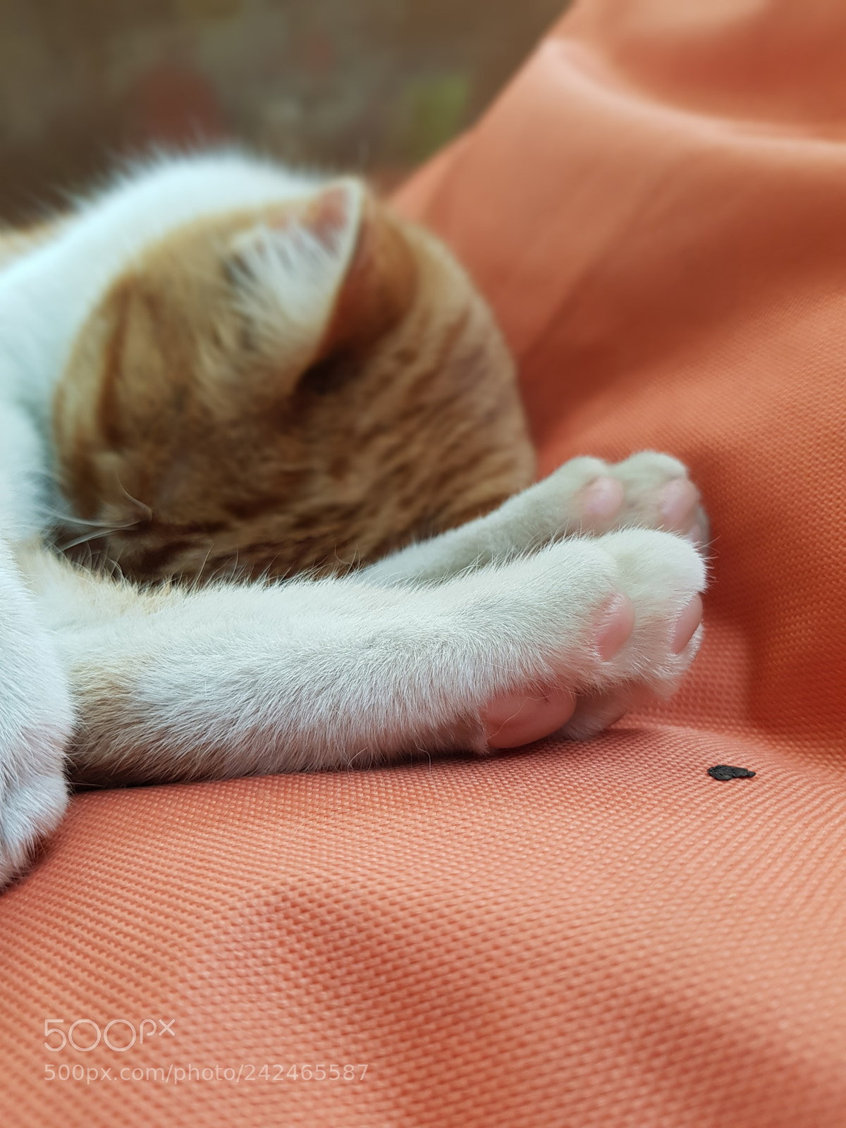 Samsung Galaxy S8 sample photo. Untitled photography