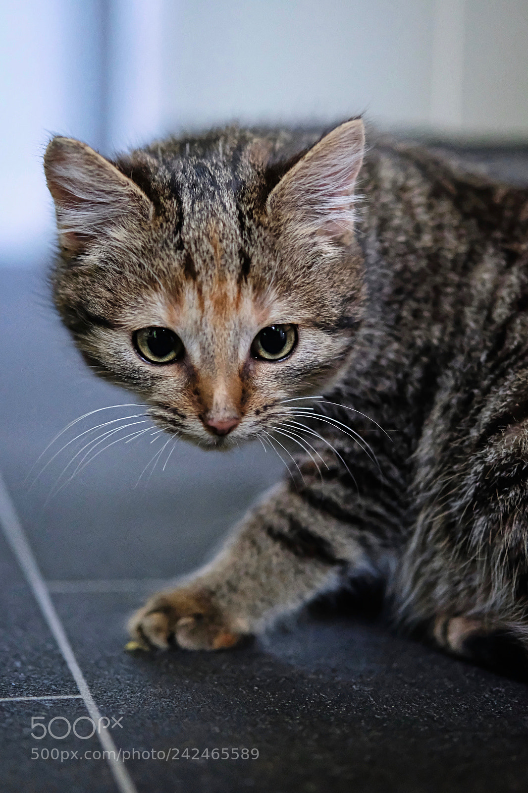 Fujifilm X-T2 sample photo. Katze photography