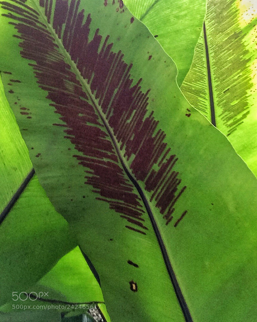 Apple iPhone 5s sample photo. Untitled photography