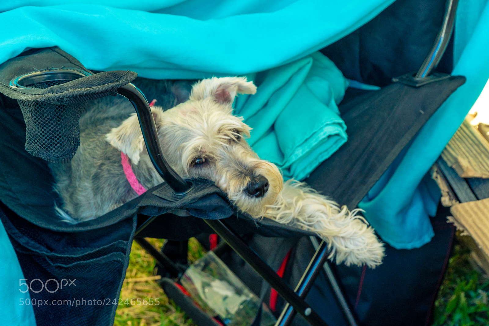 Sony a6500 sample photo. Resting photography