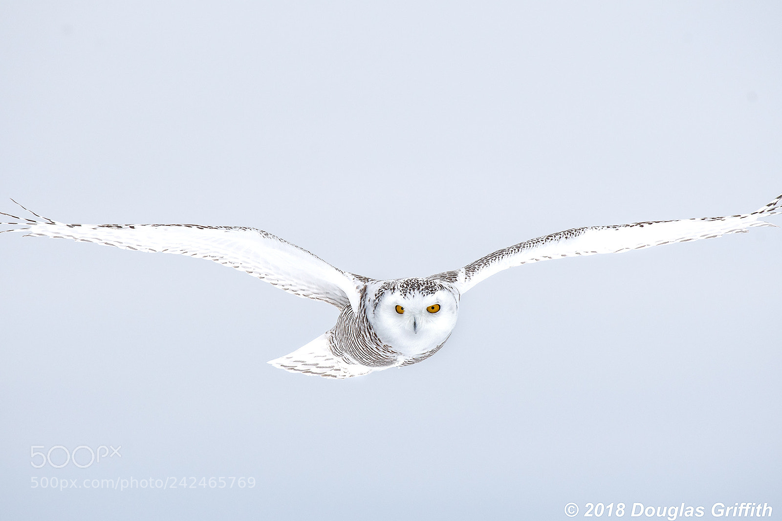 Nikon D500 sample photo. Hovering 2 female snowy photography