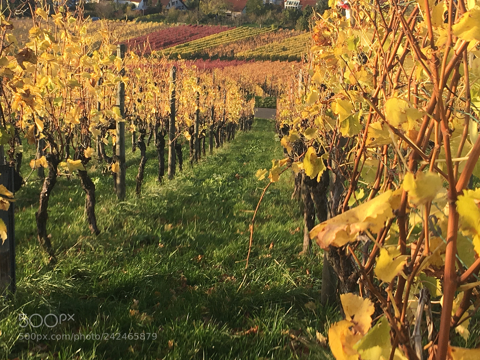 Apple iPhone 6s Plus sample photo. Vineyard photography